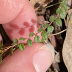 Bossiaea buxifolia at Paddys River, ACT - 5 Aug 2023 12:53 PM