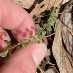 Bossiaea buxifolia at Paddys River, ACT - 5 Aug 2023 12:53 PM