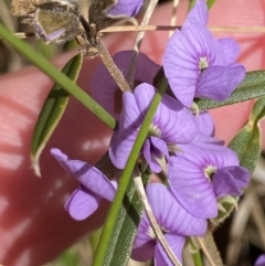 Hovea heterophylla (Common Hovea) at Tidbinbilla Nature Reserve - 5 Aug 2023 by Tapirlord