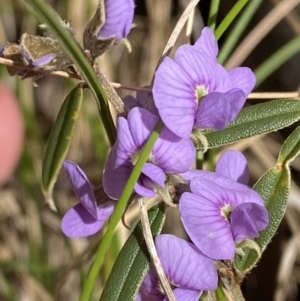 Hovea heterophylla at Paddys River, ACT - 5 Aug 2023 12:53 PM