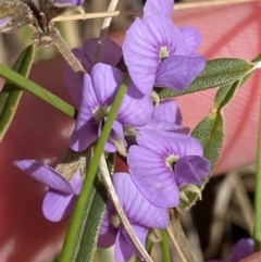 Hovea heterophylla at Paddys River, ACT - 5 Aug 2023 12:53 PM