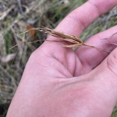 Themeda triandra (Kangaroo Grass) at Tidbinbilla Nature Reserve - 5 Aug 2023 by Tapirlord