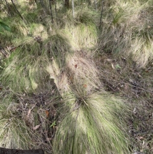 Themeda triandra at Paddys River, ACT - 5 Aug 2023