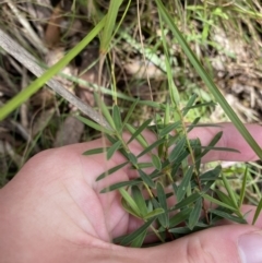 Pimelea treyvaudii at Paddys River, ACT - 5 Aug 2023