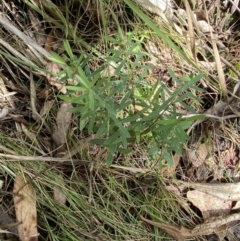 Pimelea treyvaudii at Paddys River, ACT - 5 Aug 2023