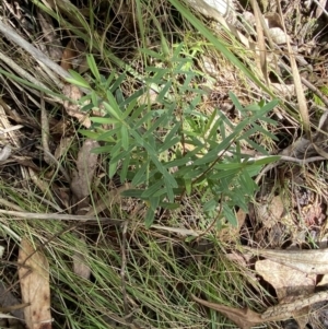 Pimelea treyvaudii at Paddys River, ACT - 5 Aug 2023