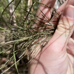 Exocarpos strictus (Dwarf Cherry) at Tidbinbilla Nature Reserve - 5 Aug 2023 by Tapirlord