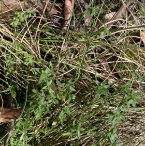 Gonocarpus tetragynus at Paddys River, ACT - 5 Aug 2023 12:51 PM