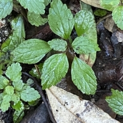 Australina pusilla subsp. muelleri (Small Shade Nettle) at Tidbinbilla Nature Reserve - 5 Aug 2023 by Tapirlord