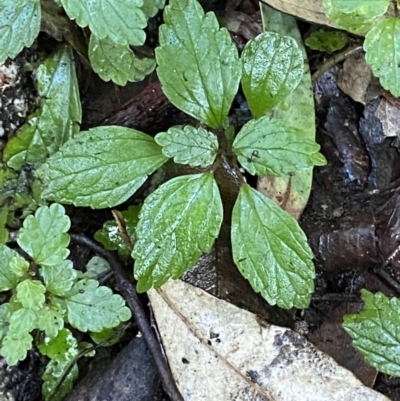 Australina pusilla subsp. muelleri (Small Shade Nettle) at Tidbinbilla Nature Reserve - 5 Aug 2023 by Tapirlord