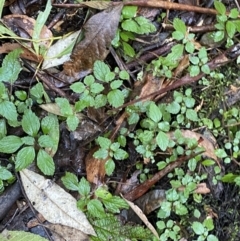 Australina pusilla subsp. muelleri at Paddys River, ACT - 5 Aug 2023