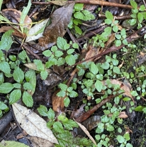 Australina pusilla subsp. muelleri at Paddys River, ACT - 5 Aug 2023