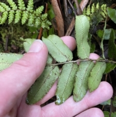 Blechnum wattsii (Hard Water Fern) at Tidbinbilla Nature Reserve - 5 Aug 2023 by Tapirlord