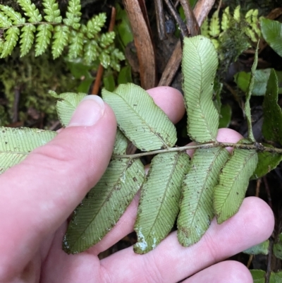 Blechnum wattsii (Hard Water Fern) at Tidbinbilla Nature Reserve - 5 Aug 2023 by Tapirlord