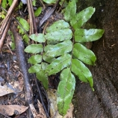 Blechnum wattsii at Paddys River, ACT - 5 Aug 2023 12:37 PM