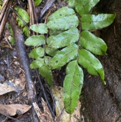 Blechnum wattsii at Paddys River, ACT - 5 Aug 2023