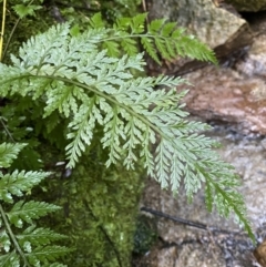 Asplenium gracillimum (Mother Spleenwort) at Paddys River, ACT - 5 Aug 2023 by Tapirlord