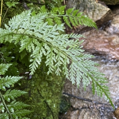 Asplenium gracillimum (Mother Spleenwort) at Paddys River, ACT - 5 Aug 2023 by Tapirlord