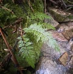 Asplenium gracillimum at Paddys River, ACT - 5 Aug 2023