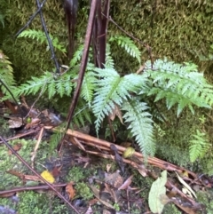 Asplenium gracillimum at Paddys River, ACT - 5 Aug 2023