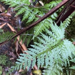 Asplenium gracillimum at Paddys River, ACT - 5 Aug 2023