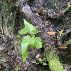 Gynatrix pulchella (Hemp Bush) at Tidbinbilla Nature Reserve - 5 Aug 2023 by Tapirlord