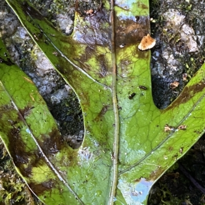 Zealandia pustulata subsp. pustulata (Kangaroo Fern) at Tidbinbilla Nature Reserve - 5 Aug 2023 by Tapirlord