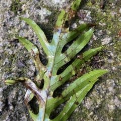 Zealandia pustulata subsp. pustulata at Paddys River, ACT - 5 Aug 2023