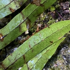 Microsorum pustulatum subsp. pustulatum at Paddys River, ACT - 5 Aug 2023
