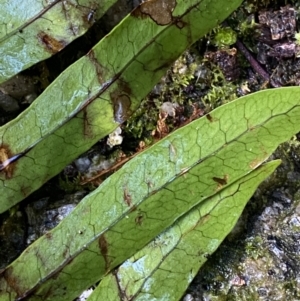 Zealandia pustulata subsp. pustulata at Paddys River, ACT - 5 Aug 2023