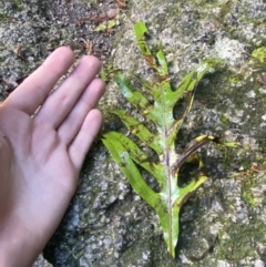 Zealandia pustulata subsp. pustulata at Paddys River, ACT - 5 Aug 2023