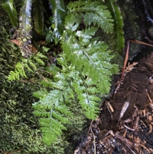 Asplenium gracillimum at Paddys River, ACT - 5 Aug 2023