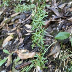 Kunzea peduncularis (Mountain Burgan) at Tidbinbilla Nature Reserve - 5 Aug 2023 by Tapirlord