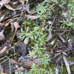 Kunzea peduncularis at Paddys River, ACT - 5 Aug 2023 12:26 PM