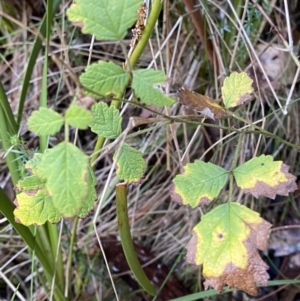 Rubus parvifolius at Paddys River, ACT - 5 Aug 2023