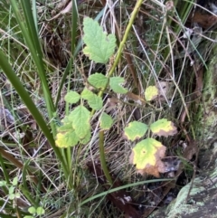 Rubus parvifolius at Paddys River, ACT - 5 Aug 2023 12:26 PM