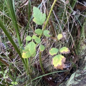 Rubus parvifolius at Paddys River, ACT - 5 Aug 2023