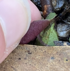 Acianthus exsertus at Paddys River, ACT - suppressed