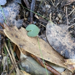 Acianthus exsertus at Paddys River, ACT - suppressed