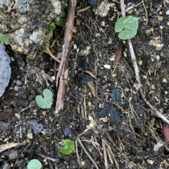 Acianthus exsertus at Paddys River, ACT - suppressed