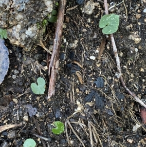 Acianthus exsertus at Paddys River, ACT - suppressed