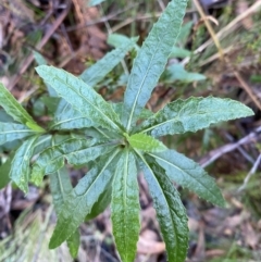 Senecio linearifolius var. latifolius at Paddys River, ACT - 5 Aug 2023 by Tapirlord