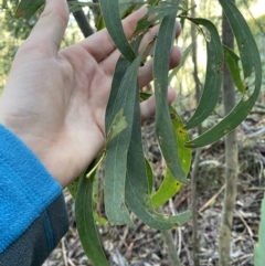 Acacia falciformis (Broad-leaved Hickory) at Tidbinbilla Nature Reserve - 5 Aug 2023 by Tapirlord