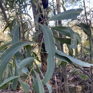 Acacia falciformis at Paddys River, ACT - 5 Aug 2023