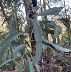 Acacia falciformis at Paddys River, ACT - 5 Aug 2023