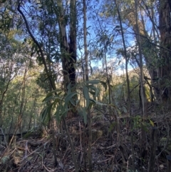 Acacia falciformis at Paddys River, ACT - 5 Aug 2023