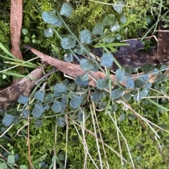 Asplenium flabellifolium (Necklace Fern) at Paddys River, ACT - 5 Aug 2023 by Tapirlord