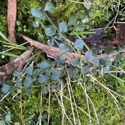 Asplenium flabellifolium (Necklace Fern) at Tidbinbilla Nature Reserve - 5 Aug 2023 by Tapirlord