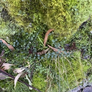 Asplenium flabellifolium at Paddys River, ACT - 5 Aug 2023