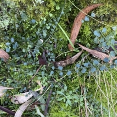 Asplenium flabellifolium at Paddys River, ACT - 5 Aug 2023